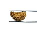 Ek-Mukhi-Rudraksha-Small-22.75-MM-FP-C.jpg September 26, 2025