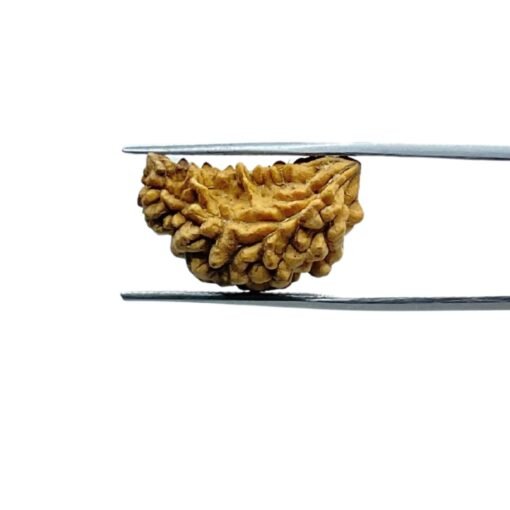 Ek-Mukhi-Rudraksha-Small-22.75-Mm-Fp-C.jpg September 26, 2025