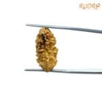 Ek Mukhi Rudraksha Small ( 22.75 Mm ) 6 Ek-Mukhi-Rudraksha-Small-22.75-Mm-Op-C-2.Jpg