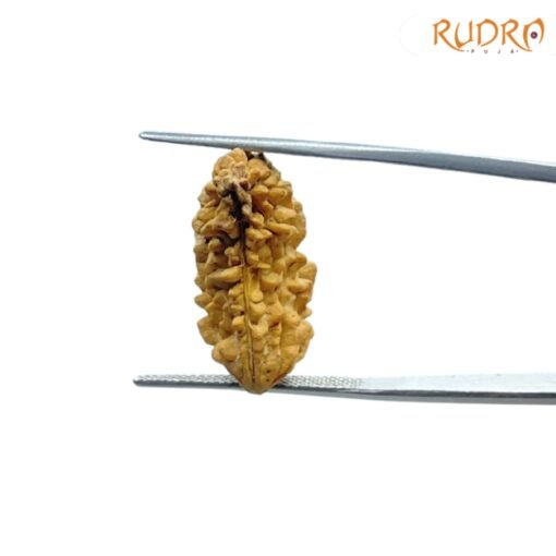 Ek-Mukhi-Rudraksha-Small-22.75-MM-OP-C-2.jpg