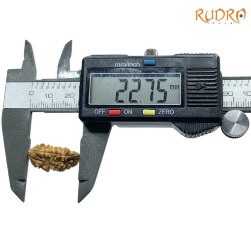 Ek-Mukhi-Rudraksha-Small-22.75-MM-OP-C.jpg