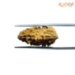Ek-Mukhi-Rudraksha-Small-22.75-MM-SP-C.jpg