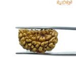 Ek Mukhi Rudraksha Small ( 22.95 MM )