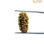 Ek Mukhi Rudraksha Small ( 22.95 Mm ) 7 Ek Mukhi Rudraksha Small ( 22.95 Mm )