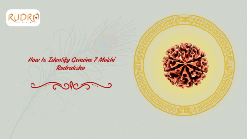 How To Identify Genuine 7 Mukhi Rudraksha