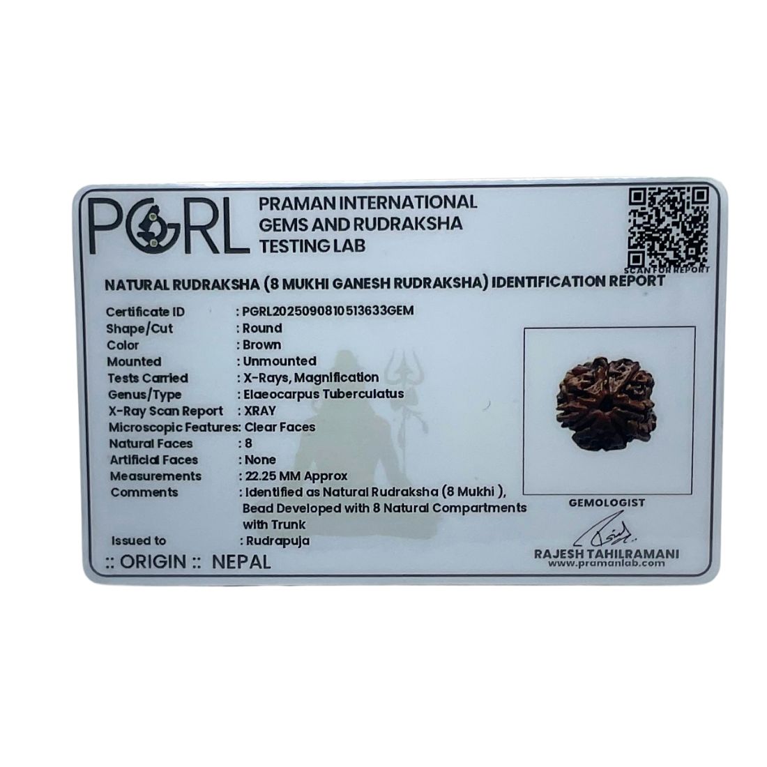 8 Mukhi Rudraksha Ganesha - (22.25 MM)