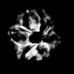 6 Mukhi Rudraksha Nepal (20.73 Mm)