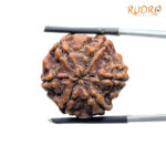 6 Mukhi Collector Rudraksha Nepal (22.52 MM)