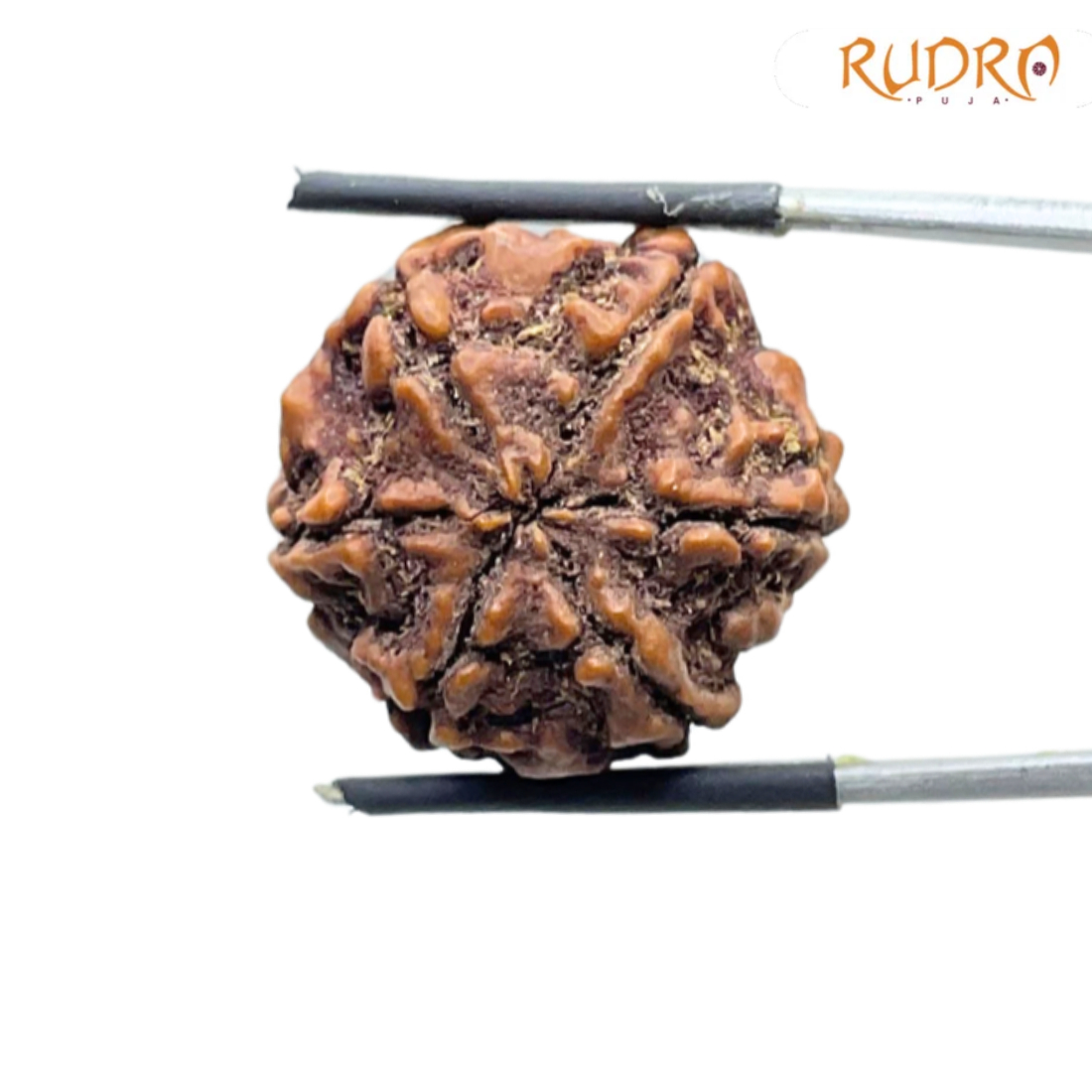 6 Mukhi Collector Rudraksha Nepal (22.52 MM)