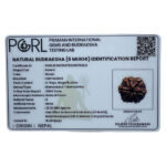 6 Mukhi Collector Rudraksha Nepal (22.52 MM)