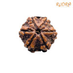6 Mukhi Collector Rudraksha Nepal (22.52 MM)