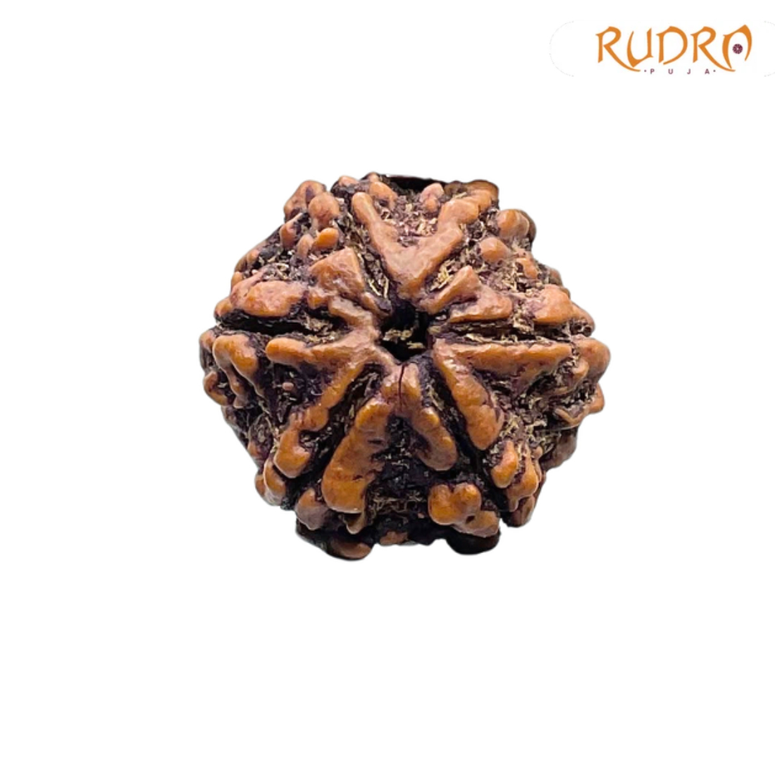 6 Mukhi Collector Rudraksha Nepal (22.52 MM)