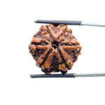 6 Mukhi Collector Rudraksha Nepal (22.52 MM)
