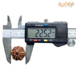 6 Mukhi Collector Rudraksha Nepal (22.52 MM)