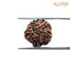 6-Mukhi-Rudraksha-Nepal-16.74-Mm-Bp-C.jpg