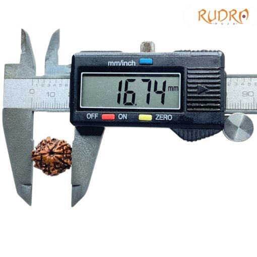 6-Mukhi-Rudraksha-Nepal-16.74-MM-OP-C.jpg
