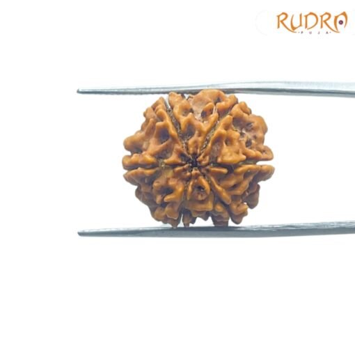 6-Mukhi-Rudraksha-Nepal-20.29-MM-BP-C.jpg