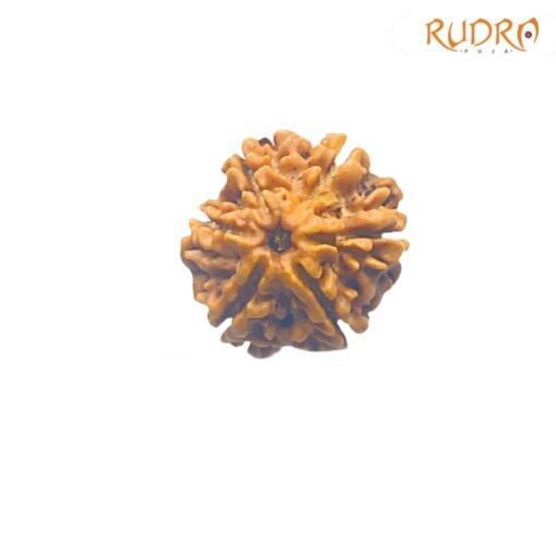 6-Mukhi-Rudraksha-Nepal-20.29-MM-FP-C.jpg