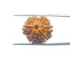 6-Mukhi-Rudraksha-Nepal-20.29-Mm-Mp-C.jpg