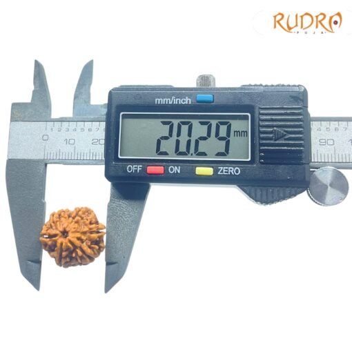 6-Mukhi-Rudraksha-Nepal-20.29-MM-OP-C.jpg