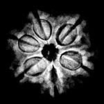 6 Mukhi Rudraksha Nepal ( 20.31 Mm) 9 6-Mukhi-Rudraksha-Nepal-20.31-Mm.jpg