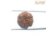6 Mukhi Rudraksha Nepal ( 20.31 Mm) 7 6-Mukhi-Rudraksha-Nepal-20.31-Mm-Bp-C.jpg