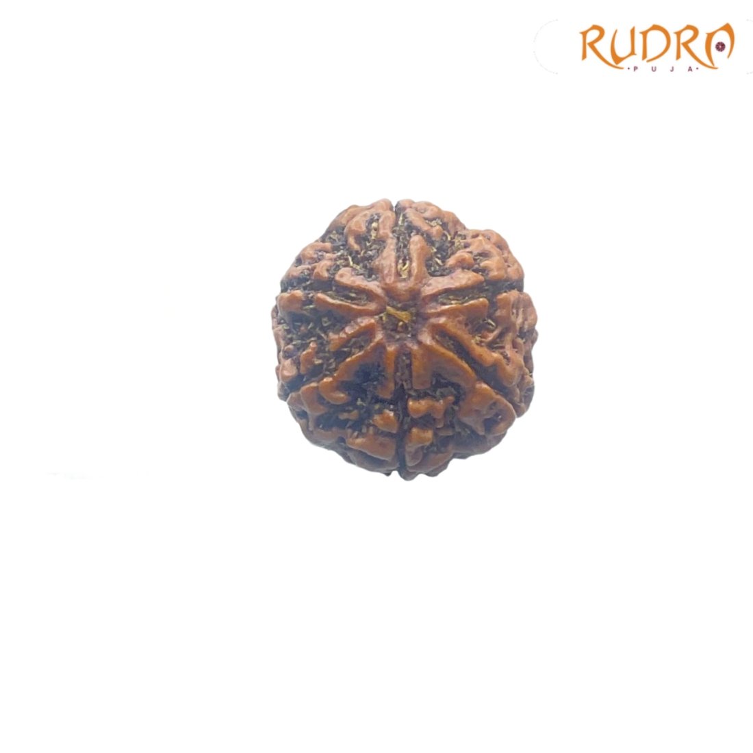 6 Mukhi Rudraksha Nepal ( 20.31 Mm) 2 6-Mukhi-Rudraksha-Nepal-20.31-Mm-Fp-C.jpg