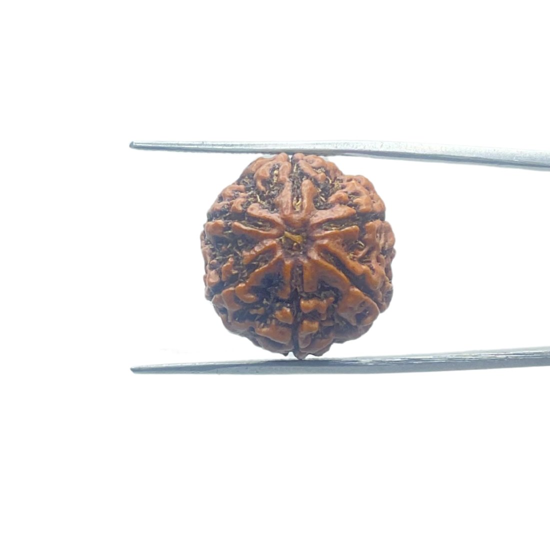 6 Mukhi Rudraksha Nepal ( 20.31 Mm) 1 6-Mukhi-Rudraksha-Nepal-20.31-Mm-Mp-C.jpg
