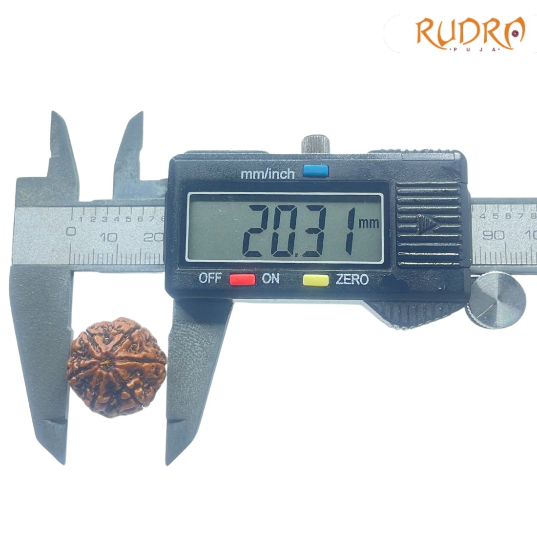 6 Mukhi Rudraksha Nepal ( 20.31 Mm) 4 6-Mukhi-Rudraksha-Nepal-20.31-Mm-Op-C.jpg