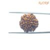 6-Mukhi-Rudraksha-Nepal-20.39-Mm-Bp-C.jpg