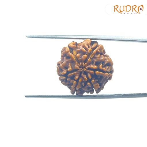 6-Mukhi-Rudraksha-Nepal-20.39-MM-BP-C.jpg