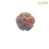 6-Mukhi-Rudraksha-Nepal-20.39-Mm-Fp-C.jpg