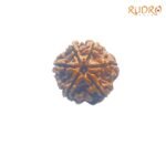 6-Mukhi-Rudraksha-Nepal-20.39-Mm-Fp-C.jpg