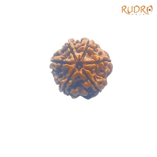 6-Mukhi-Rudraksha-Nepal-20.39-MM-FP-C.jpg