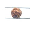6 Mukhi Rudraksha Nepal (20.39 Mm) 33 6-Mukhi-Rudraksha-Nepal-20.39-Mm-Mp-C.jpg