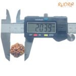 6-Mukhi-Rudraksha-Nepal-20.39-Mm-Op-C.jpg