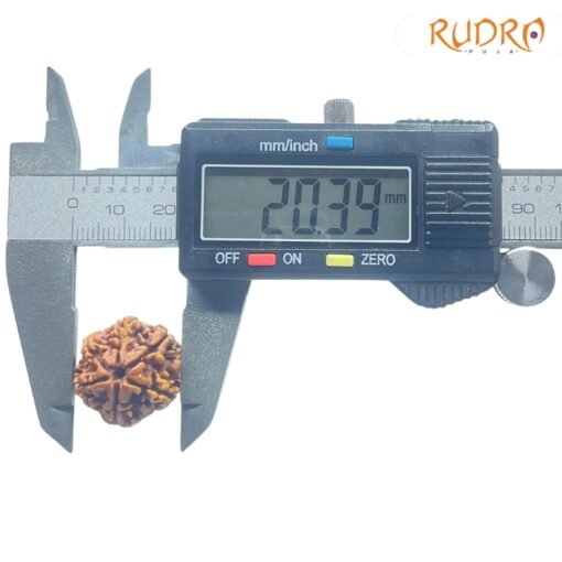 6-Mukhi-Rudraksha-Nepal-20.39-MM-OP-C.jpg