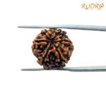 6-Mukhi-Rudraksha-Nepal-20.73-Mm-Bp-C.jpg