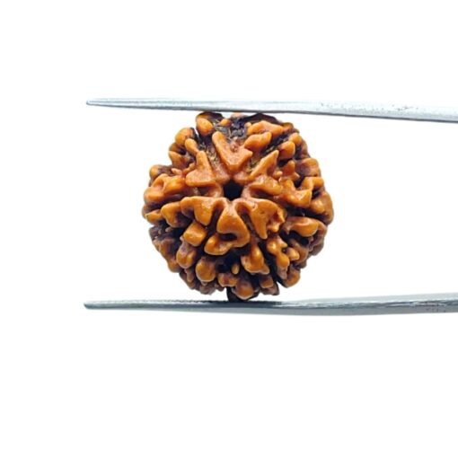 6-Mukhi-Rudraksha-Nepal-20.73-Mm-Mp-C.jpg