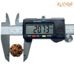 6-Mukhi-Rudraksha-Nepal-20.73-Mm-Op-C.jpg