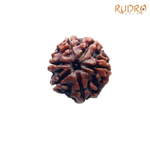6-Mukhi-Rudraksha-Nepal-20.79-MM-FP-C.jpg