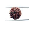 6-Mukhi-Rudraksha-Nepal-20.79-Mm-Mp-C.jpg