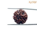 6 Mukhi Rudraksha Nepal (20.79 Mm) 7 6-Mukhi-Rudraksha-Nepal-20.79-Mm-Rp-C.jpg
