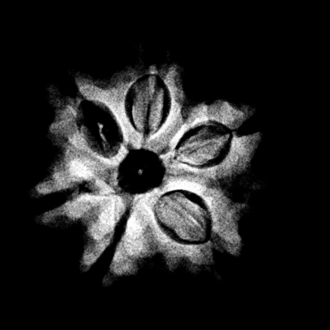 6 Mukhi Rudraksha Nepal (20.79 Mm) 5 6-Mukhi-Rudraksha-Nepal-20.79-Mm.jpg