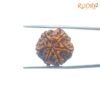 6 Mukhi Rudraksha Nepal (20.86 Mm) 12 6-Mukhi-Rudraksha-Nepal-20.86-Mm-Fp-C.jpg