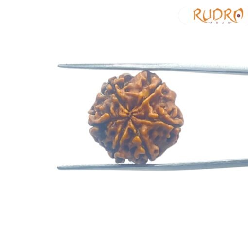 6-Mukhi-Rudraksha-Nepal-20.86-MM-FP-C.jpg
