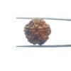 6 Mukhi Rudraksha Nepal (20.86 Mm) 11 6-Mukhi-Rudraksha-Nepal-20.86-Mm-Mp-C.jpg
