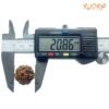 6 Mukhi Rudraksha Nepal (20.86 Mm) 14 6-Mukhi-Rudraksha-Nepal-20.86-Mm-Op-C.jpg