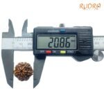 6 Mukhi Rudraksha Nepal (20.86 Mm) 8 6-Mukhi-Rudraksha-Nepal-20.86-Mm-Op-C.jpg