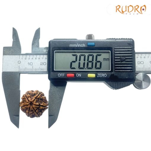 6-Mukhi-Rudraksha-Nepal-20.86-MM-OP-C.jpg